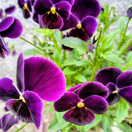 Casa Mais Brasov Guesthouse With Free Parking Брашов