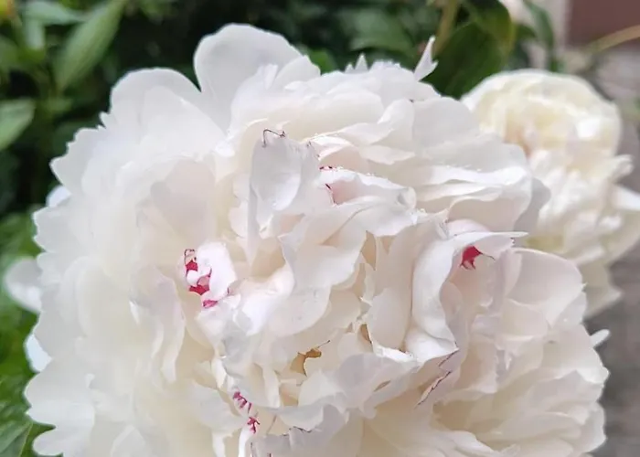 Casa Mais Brasov Guesthouse With Free Parking Гостьовий будинок 3*