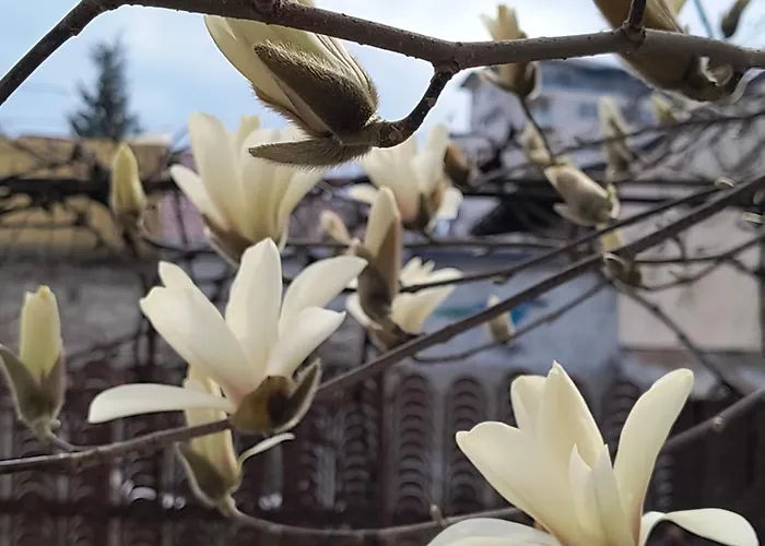 Casa With Free Parking Gæstehus