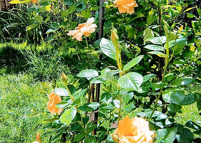 בית הארחה Casa With Free Parking בראשוב